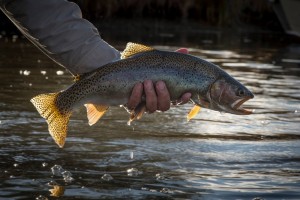 Wyoming Fishing News