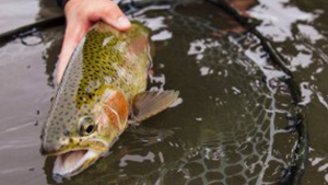 NorthPlatte River Fishing Update