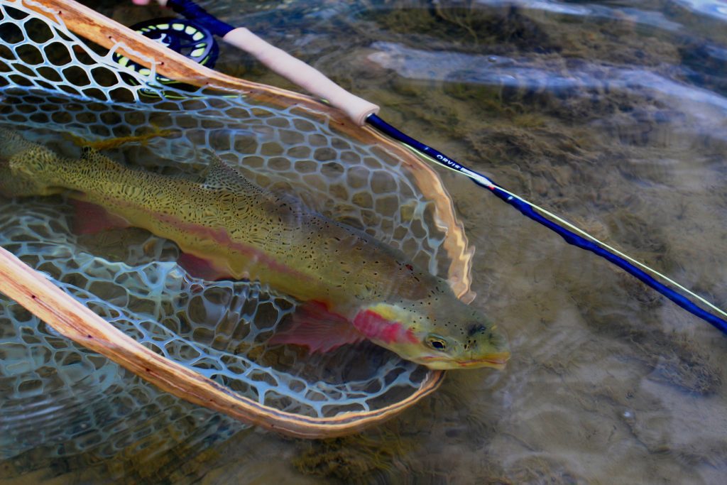 Big Horn River Fly Fishing