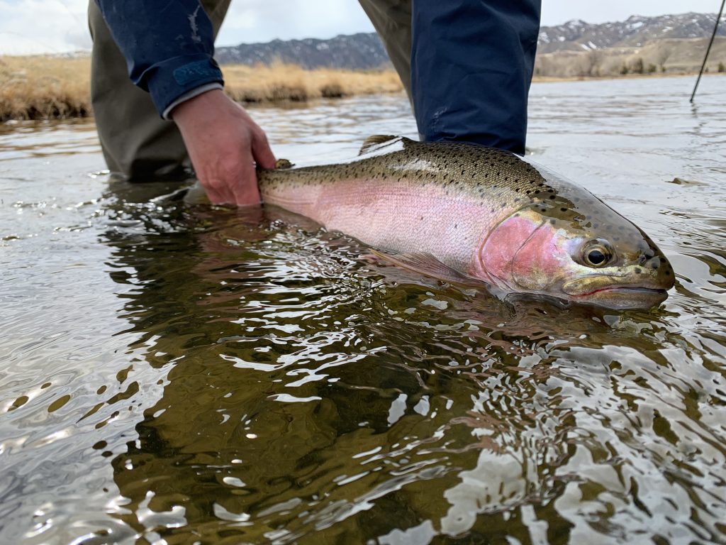 Miracle Mile Fly Fishing