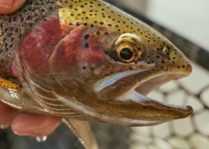 Fishing and Rainbow Trout