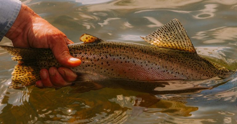Quick Science: Trout and Warm Water