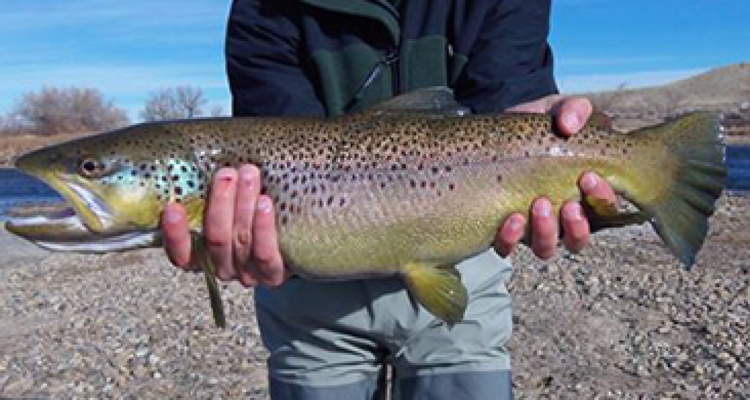 BROWN TROUT ON THE NORTH PLATTE RIVER