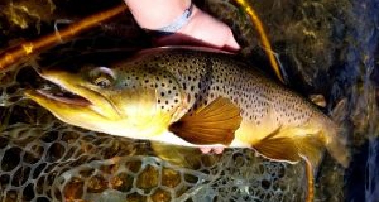 BROWN TROUT ON THE GREY REEF